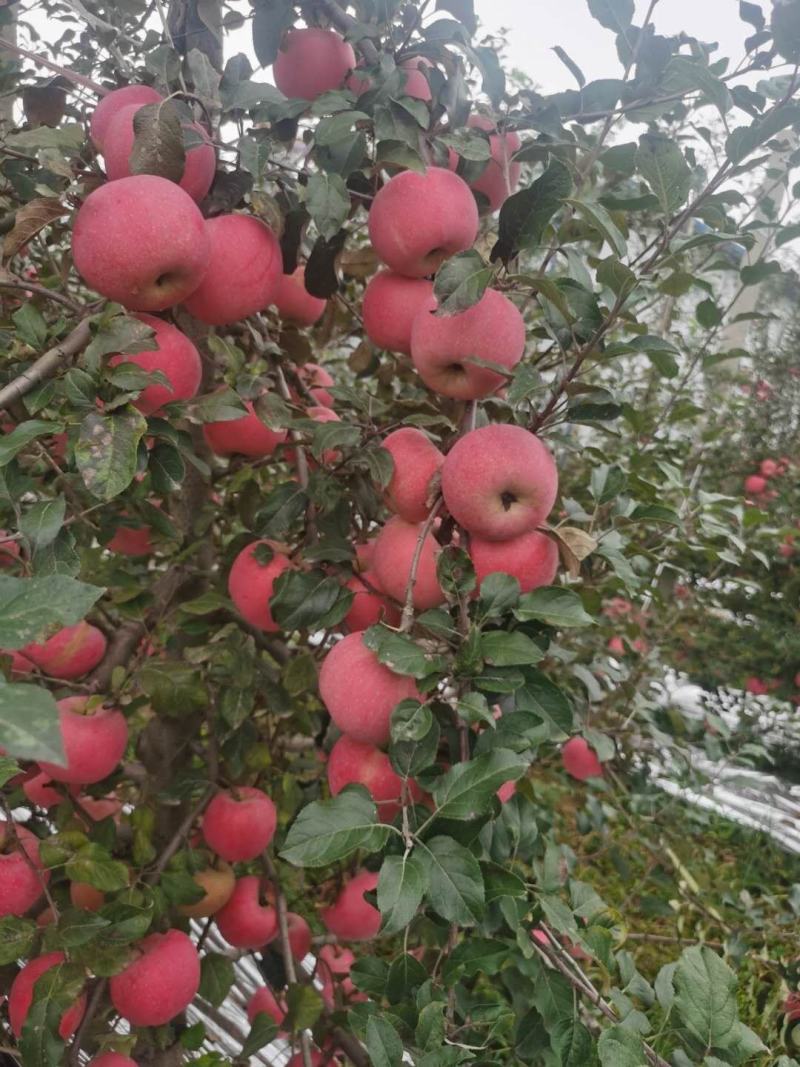 烟富8号红富士苹果，脆甜多汁，全红，农场种植非代办