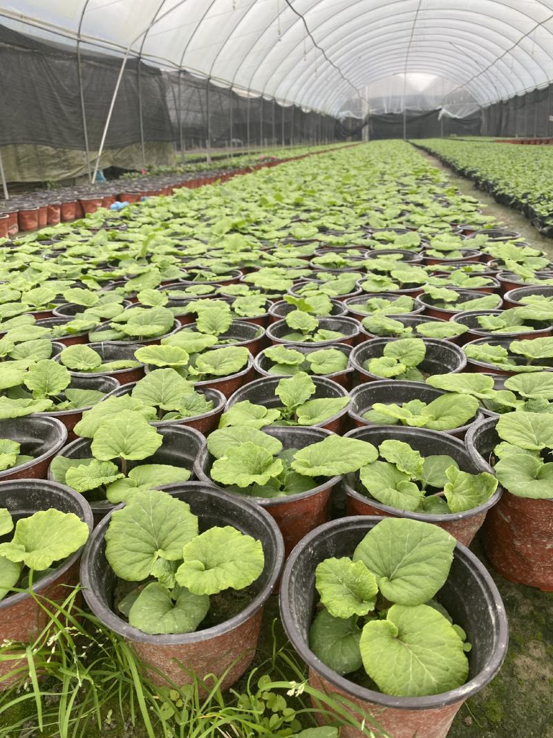 产地批发大花樱草大花樱草杯苗基地直销一手货源