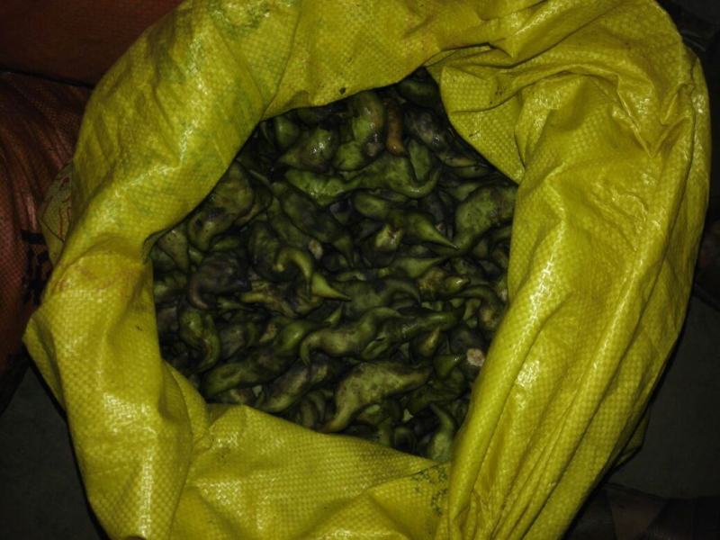 冻库老菱角（刚上市新鲜清洗干净打包的老菱角）