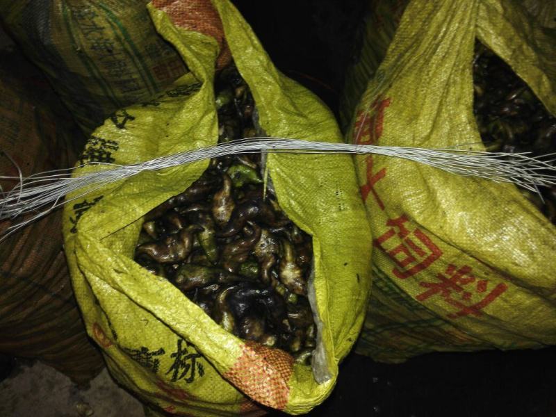 冻库老菱角（刚上市新鲜清洗干净打包的老菱角）