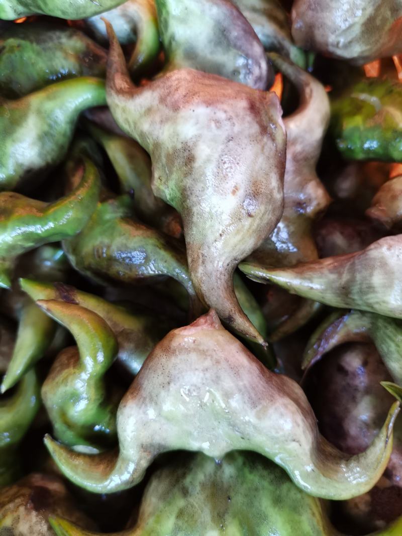 冻库老菱角（刚上市新鲜清洗干净打包的老菱角）