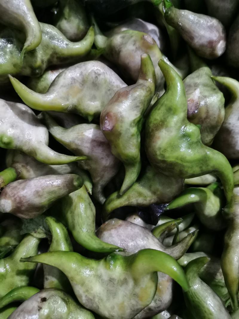冻库老菱角（刚上市新鲜清洗干净打包的老菱角）