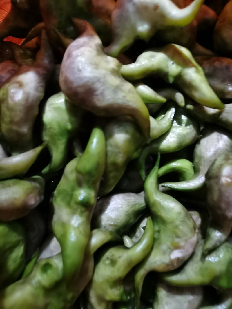 冻库老菱角（刚上市新鲜清洗干净打包的老菱角）