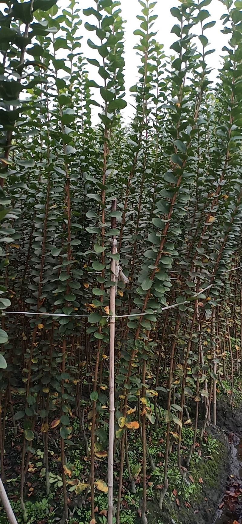 产地批发紫薇条子紫薇条子基地直销一手货源视频看货