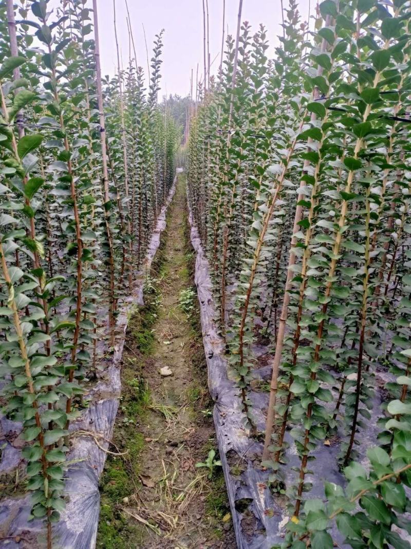 产地批发紫薇条子紫薇条子基地直销一手货源视频看货