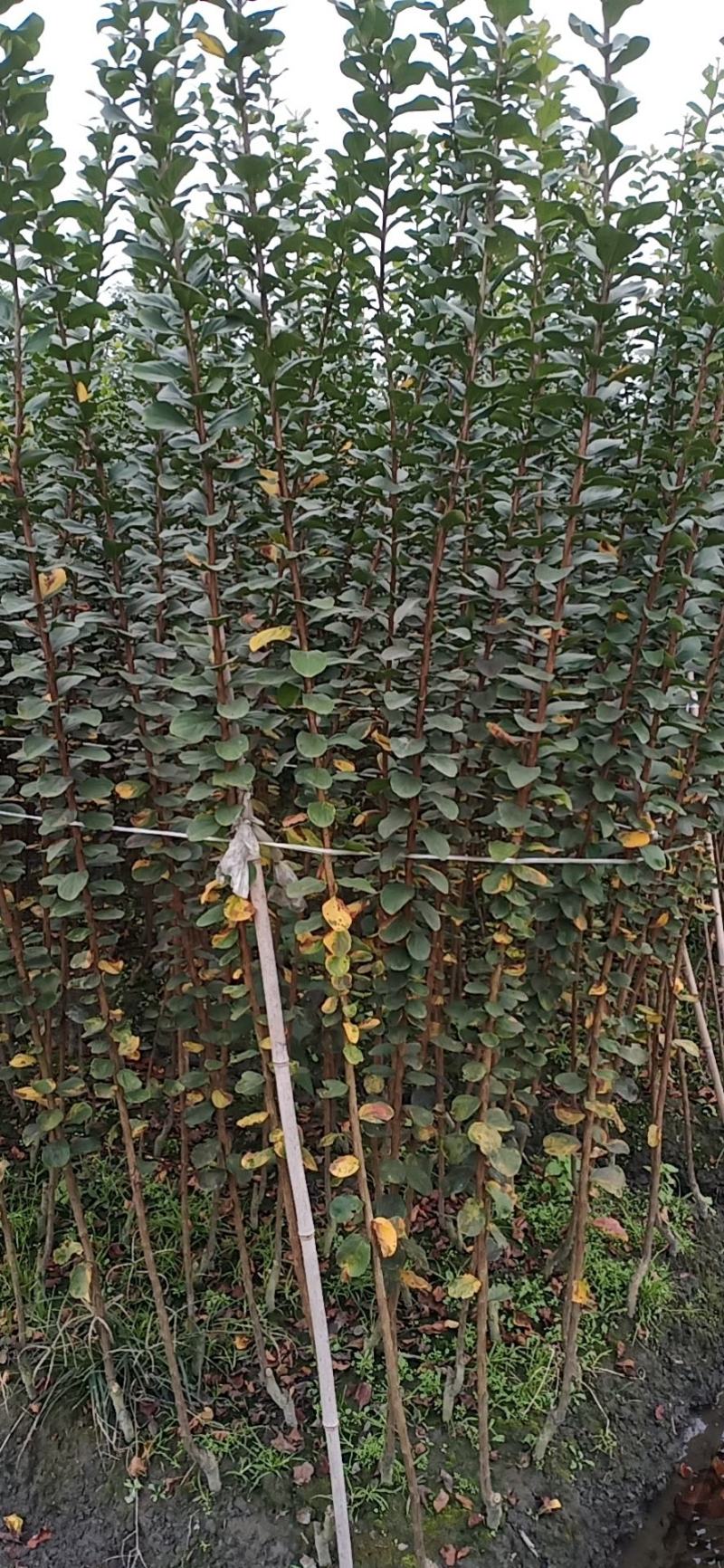 产地批发紫薇条子紫薇条子基地直销一手货源视频看货