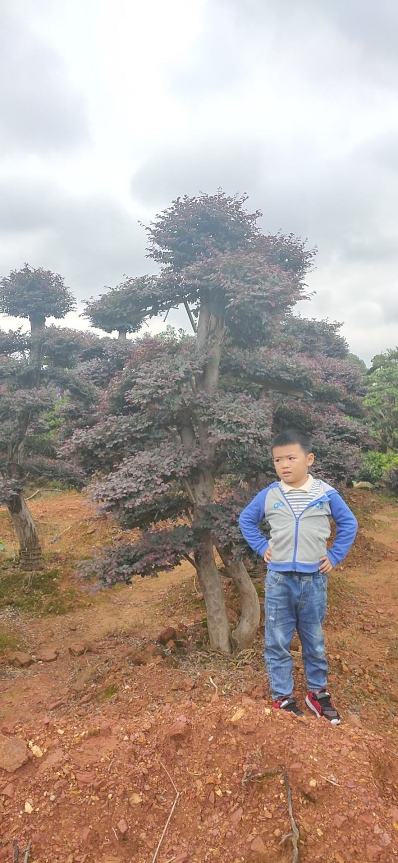 红花继木、造型红花檵木、红花檵木盆景、别墅庭院景观专用