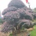 红花继木、造型红花檵木、红花檵木盆景、别墅庭院景观专用