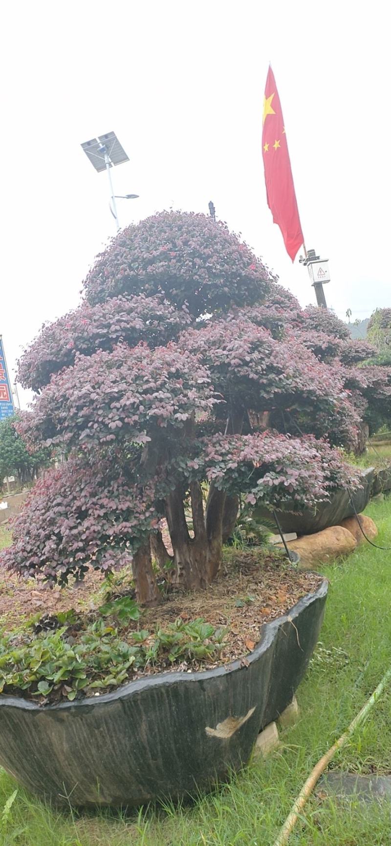 红花继木、造型红花檵木、红花檵木盆景、别墅庭院景观专用