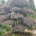 红花继木、造型红花檵木、红花檵木盆景、别墅庭院景观专用