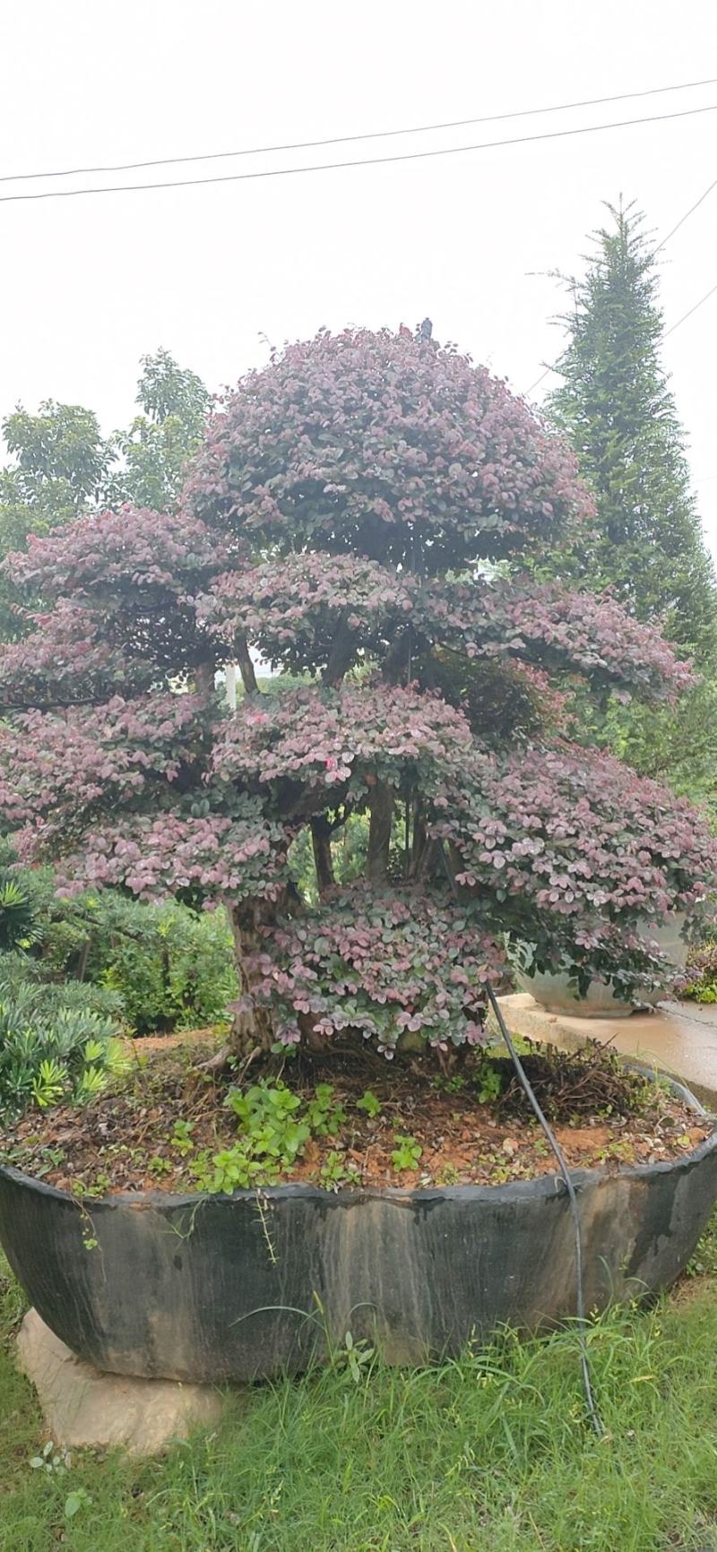 红花继木、造型红花檵木、红花檵木盆景、别墅庭院景观专用