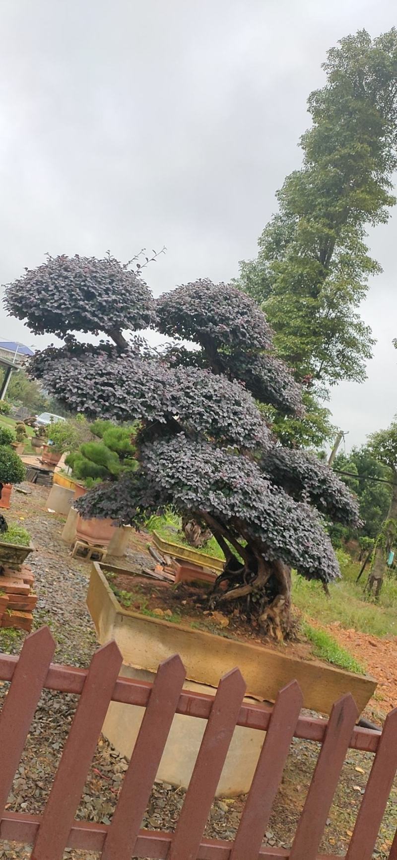 红花继木、造型红花檵木、红花檵木盆景、别墅庭院景观专用