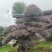 红花继木、造型红花檵木、红花檵木盆景、别墅庭院景观专用