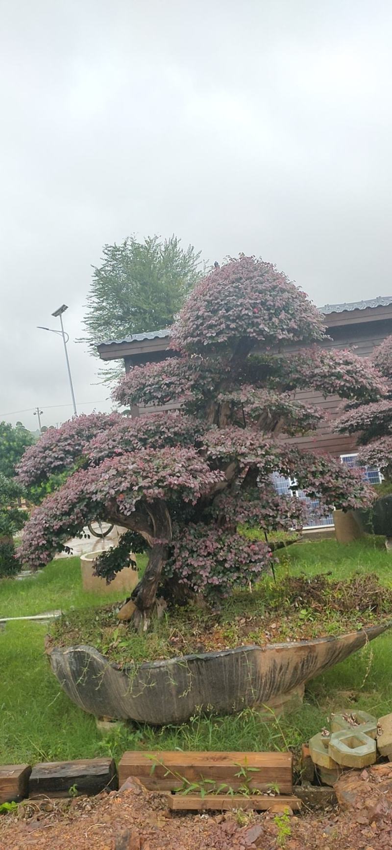 红花继木、造型红花檵木、红花檵木盆景、别墅庭院景观专用