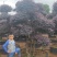 红花继木、造型红花檵木、红花檵木盆景、别墅庭院景观专用