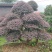 红花继木、造型红花檵木、红花檵木盆景、别墅庭院景观专用