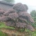 红花继木、造型红花檵木、红花檵木盆景、别墅庭院景观专用