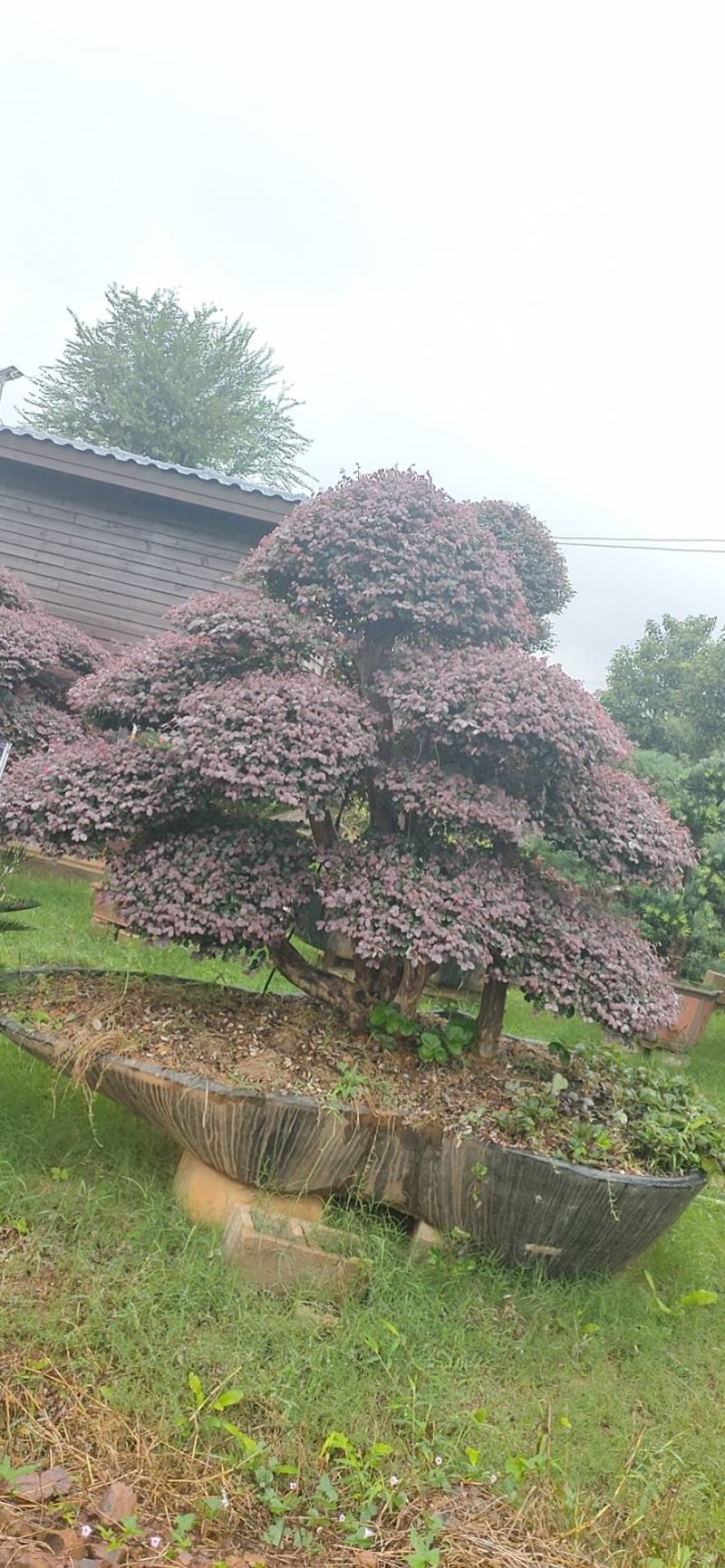红花继木、造型红花檵木、红花檵木盆景、别墅庭院景观专用