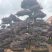 红花继木、造型红花檵木、红花檵木盆景、别墅庭院景观专用