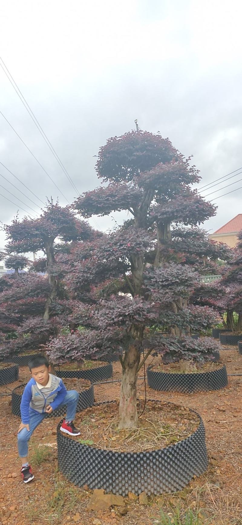 红花继木、造型红花檵木、红花檵木盆景、别墅庭院景观专用
