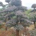 红花继木、造型红花檵木、红花檵木盆景、别墅庭院景观专用