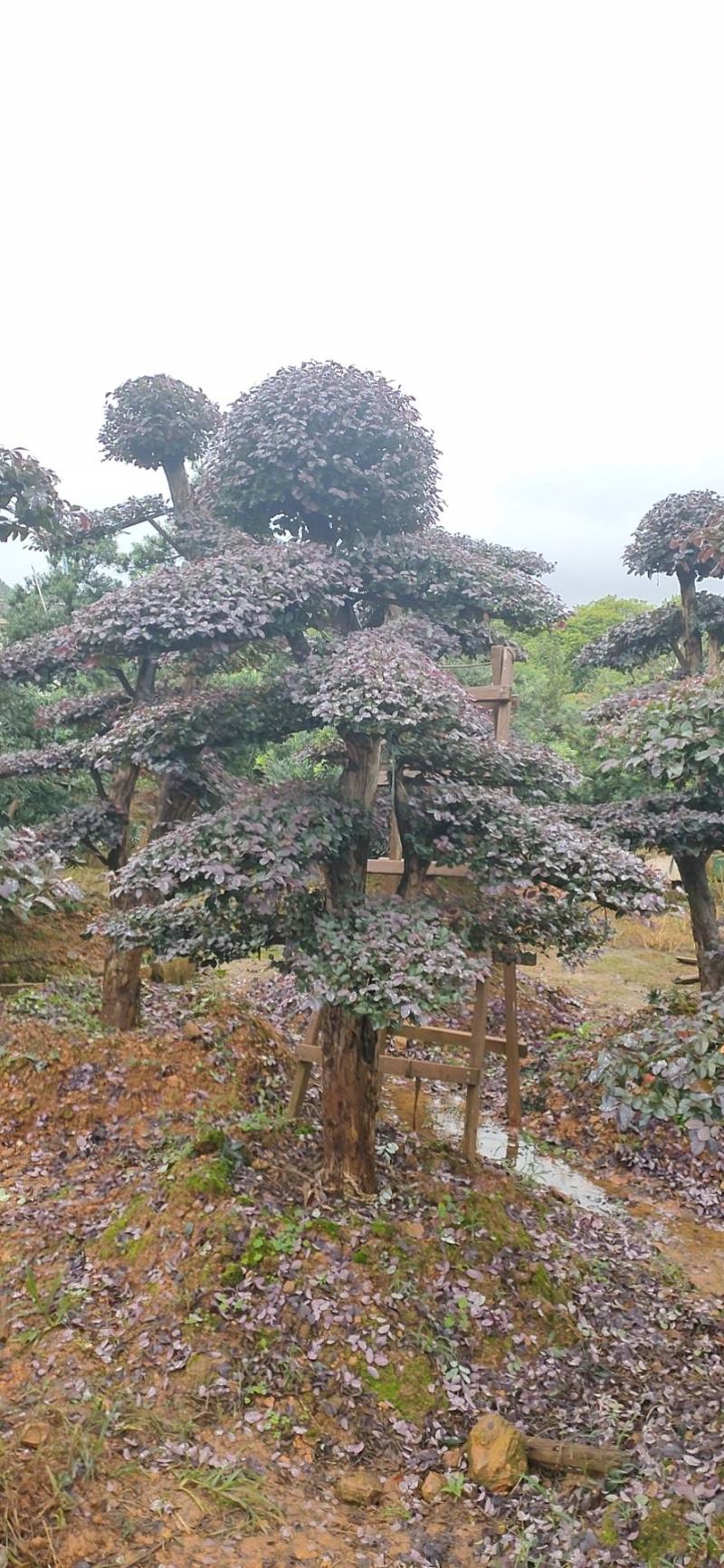 红花继木、造型红花檵木、红花檵木盆景、别墅庭院景观专用