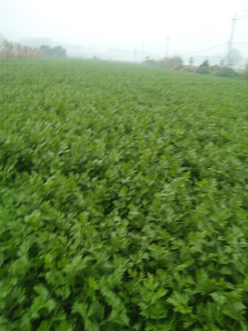 芹菜己陆续上市有要的联系我