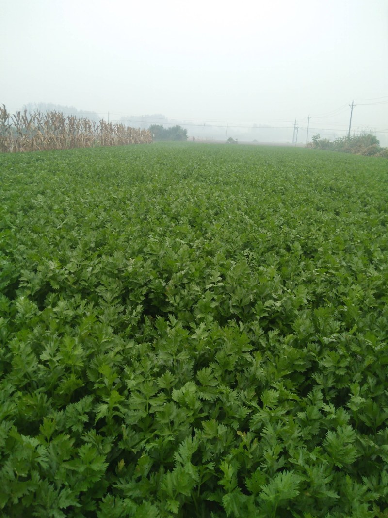 芹菜己陆续上市有要的联系我