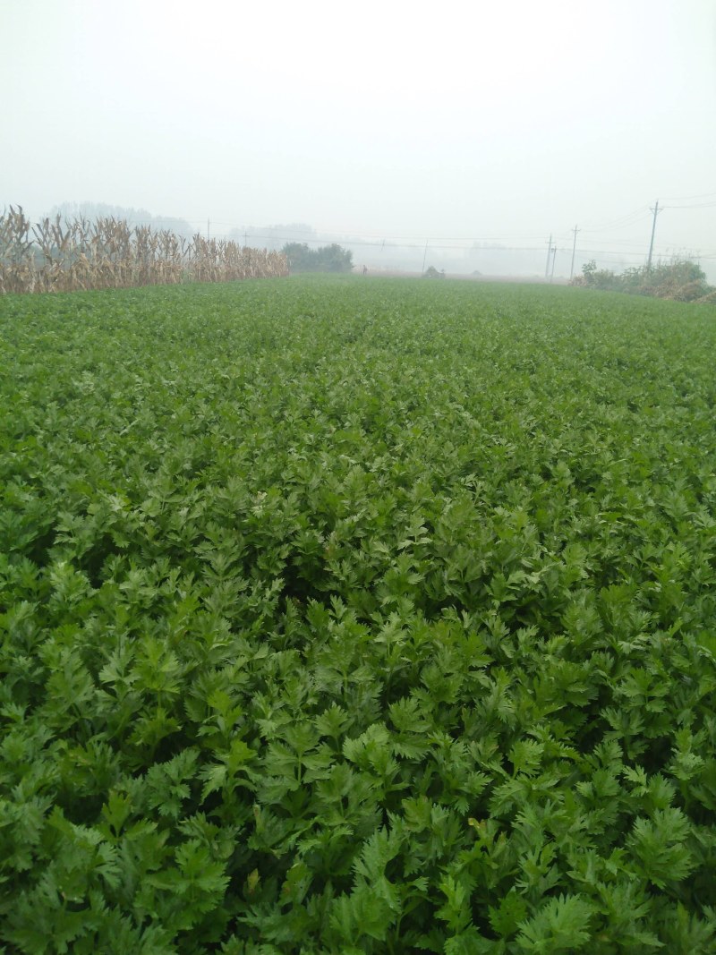 芹菜己陆续上市有要的联系我