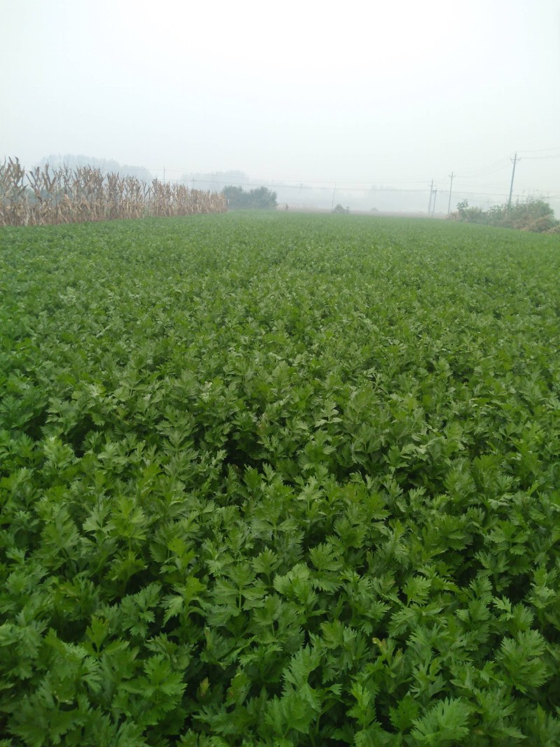 芹菜己陆续上市有要的联系我