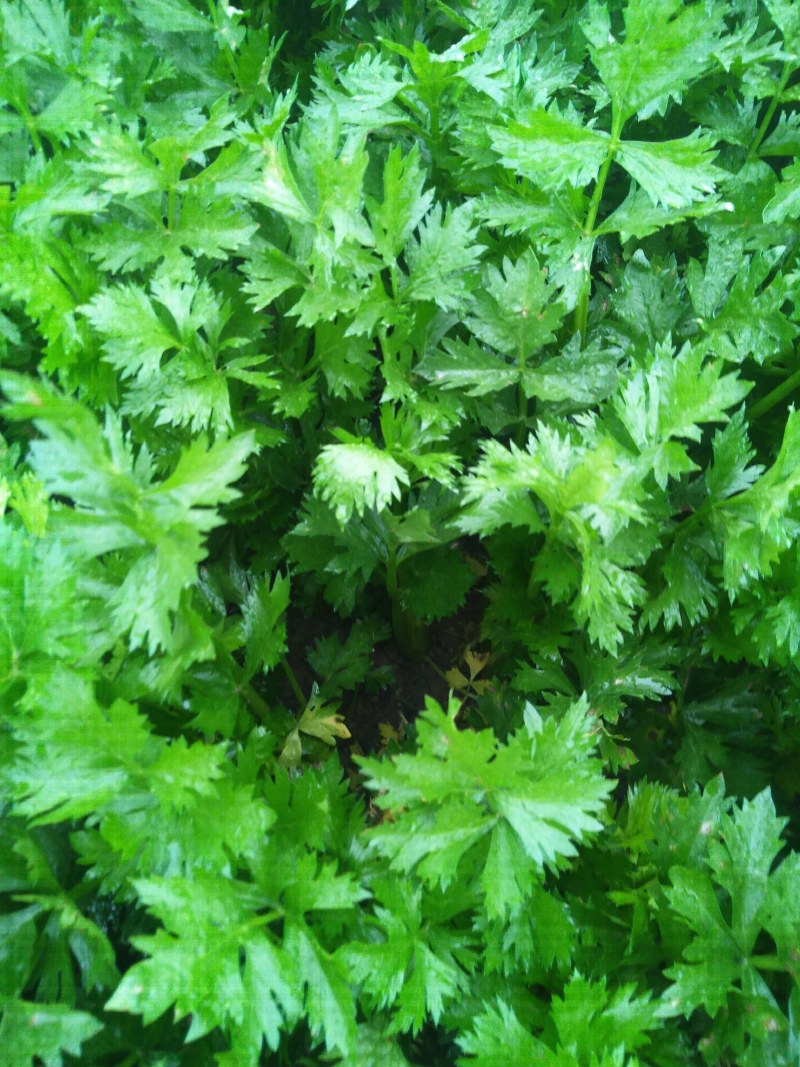 芹菜己陆续上市有要的联系我