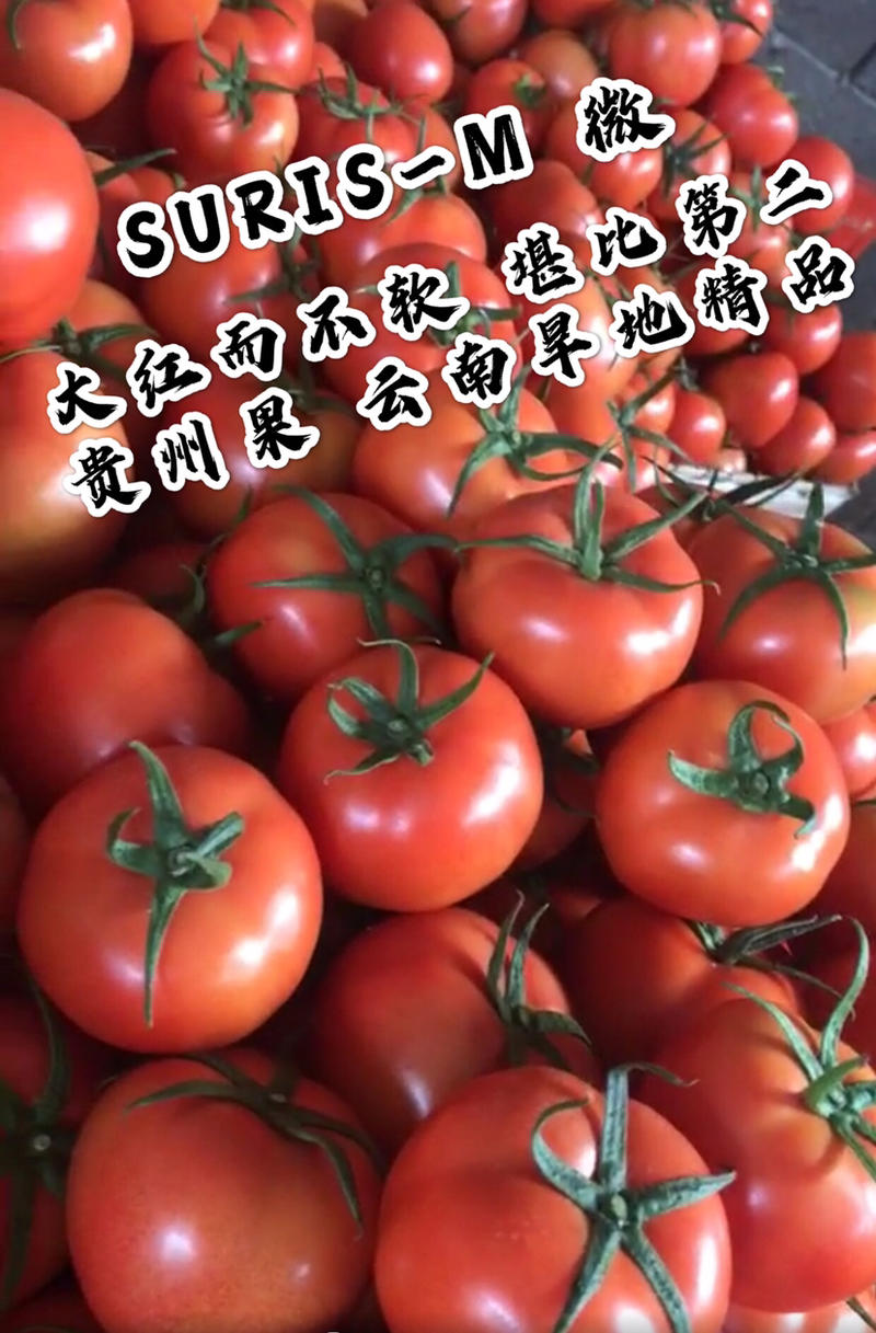 云南大红精品番茄保质保量供应全国可长期合作