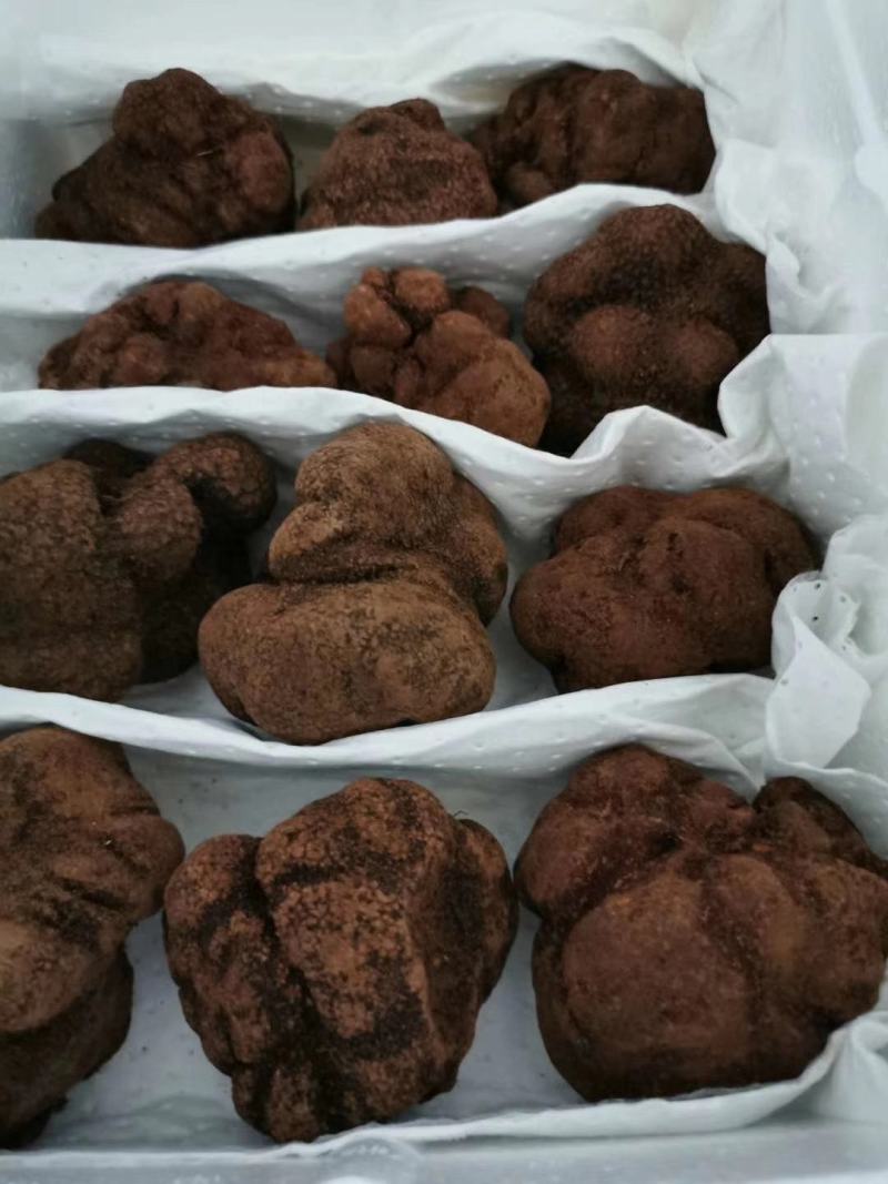鲜块菌猪拱菌块菌一首货源专注精品质优价廉