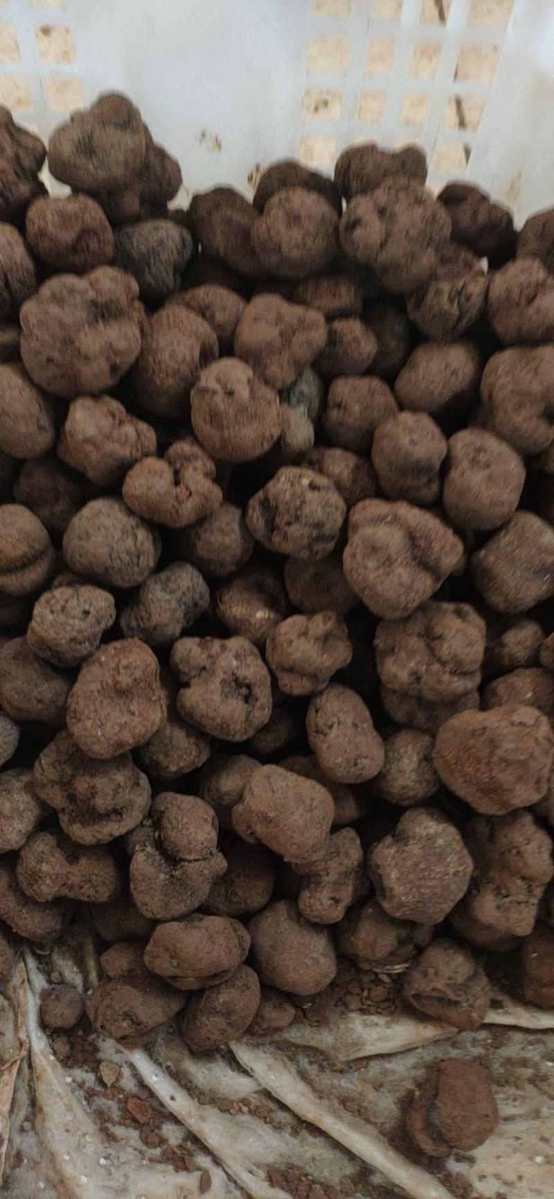鲜块菌猪拱菌块菌一首货源专注精品质优价廉