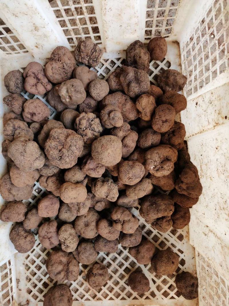 鲜块菌猪拱菌块菌一首货源专注精品质优价廉