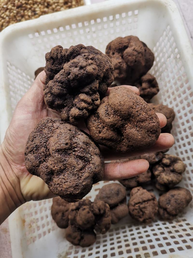 鲜块菌猪拱菌块菌一首货源专注精品质优价廉
