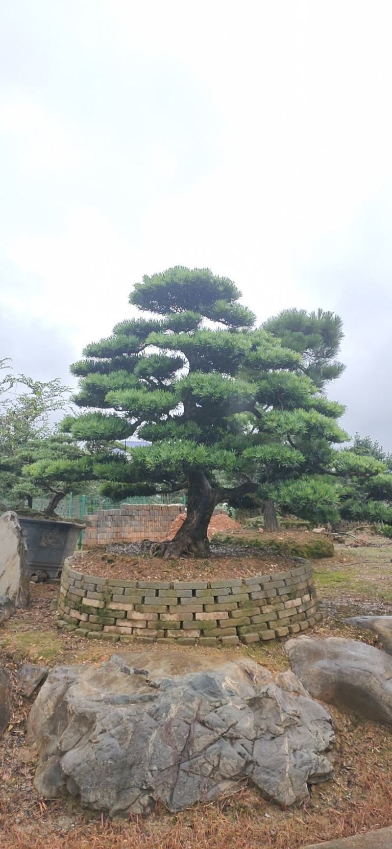 罗汉松、造型罗汉松、盆景罗汉松、别墅庭院专用绿化造型苗木