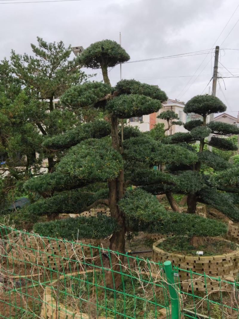 罗汉松、造型罗汉松、盆景罗汉松、别墅庭院专用绿化造型苗木