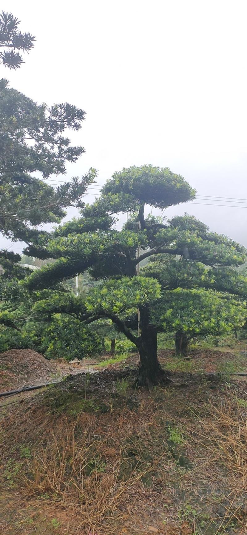 罗汉松、造型罗汉松、盆景罗汉松、别墅庭院专用绿化造型苗木