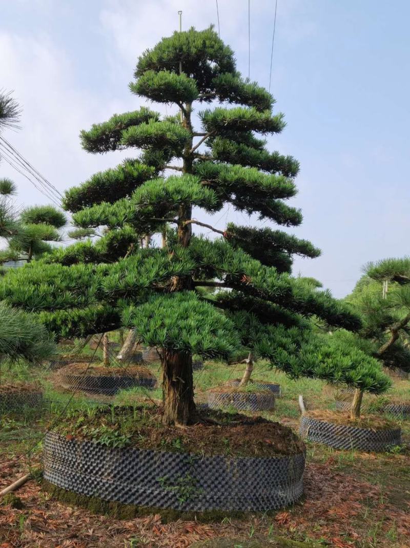 罗汉松、造型罗汉松、盆景罗汉松、别墅庭院专用绿化造型苗木