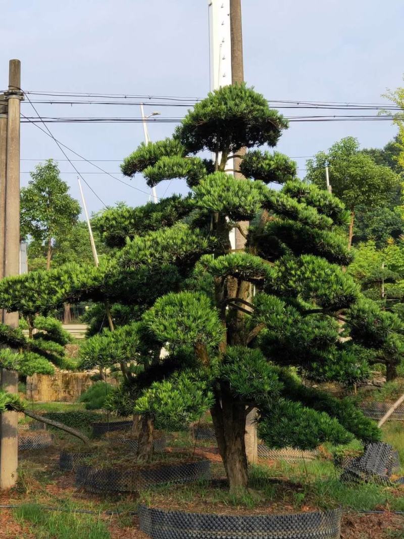 罗汉松、造型罗汉松、盆景罗汉松、别墅庭院专用绿化造型苗木