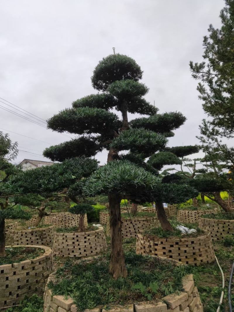 罗汉松、造型罗汉松、盆景罗汉松、别墅庭院专用绿化造型苗木