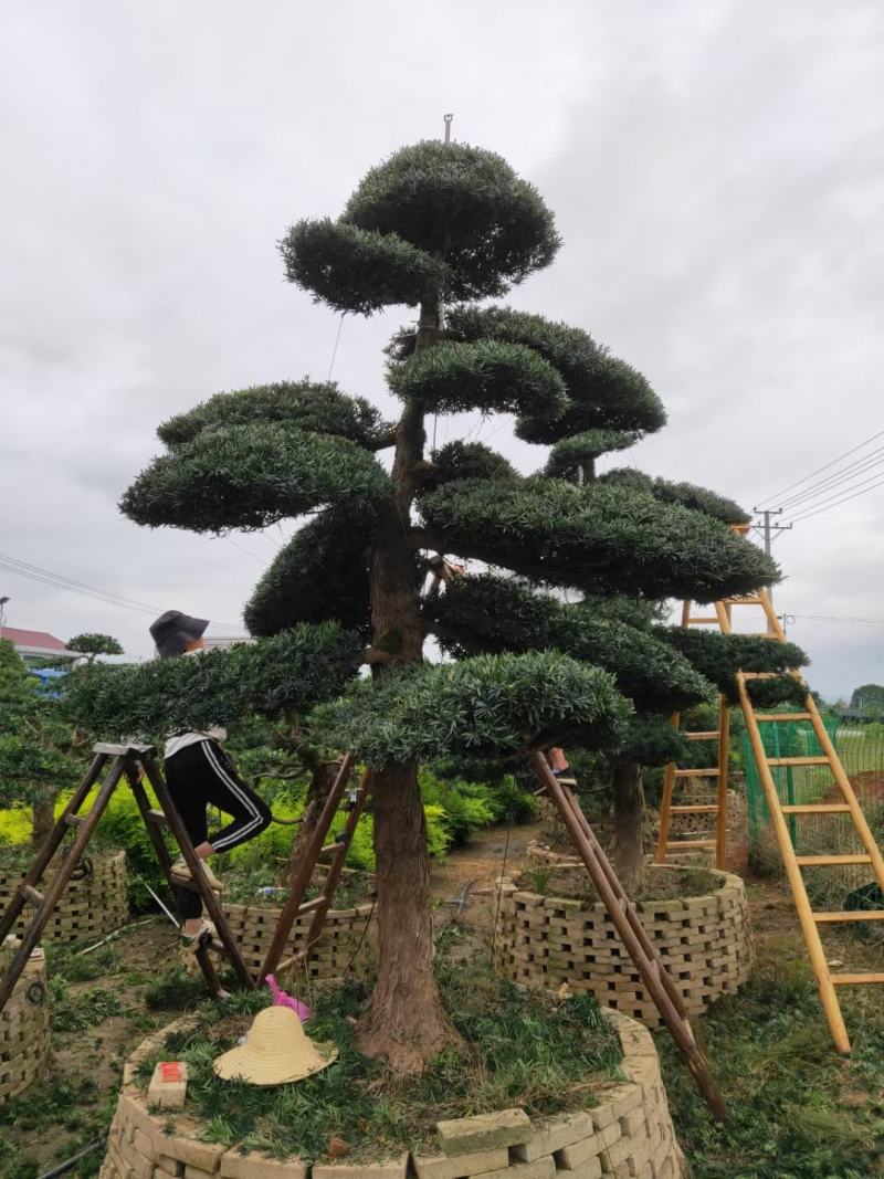 罗汉松、造型罗汉松、盆景罗汉松、别墅庭院专用绿化造型苗木