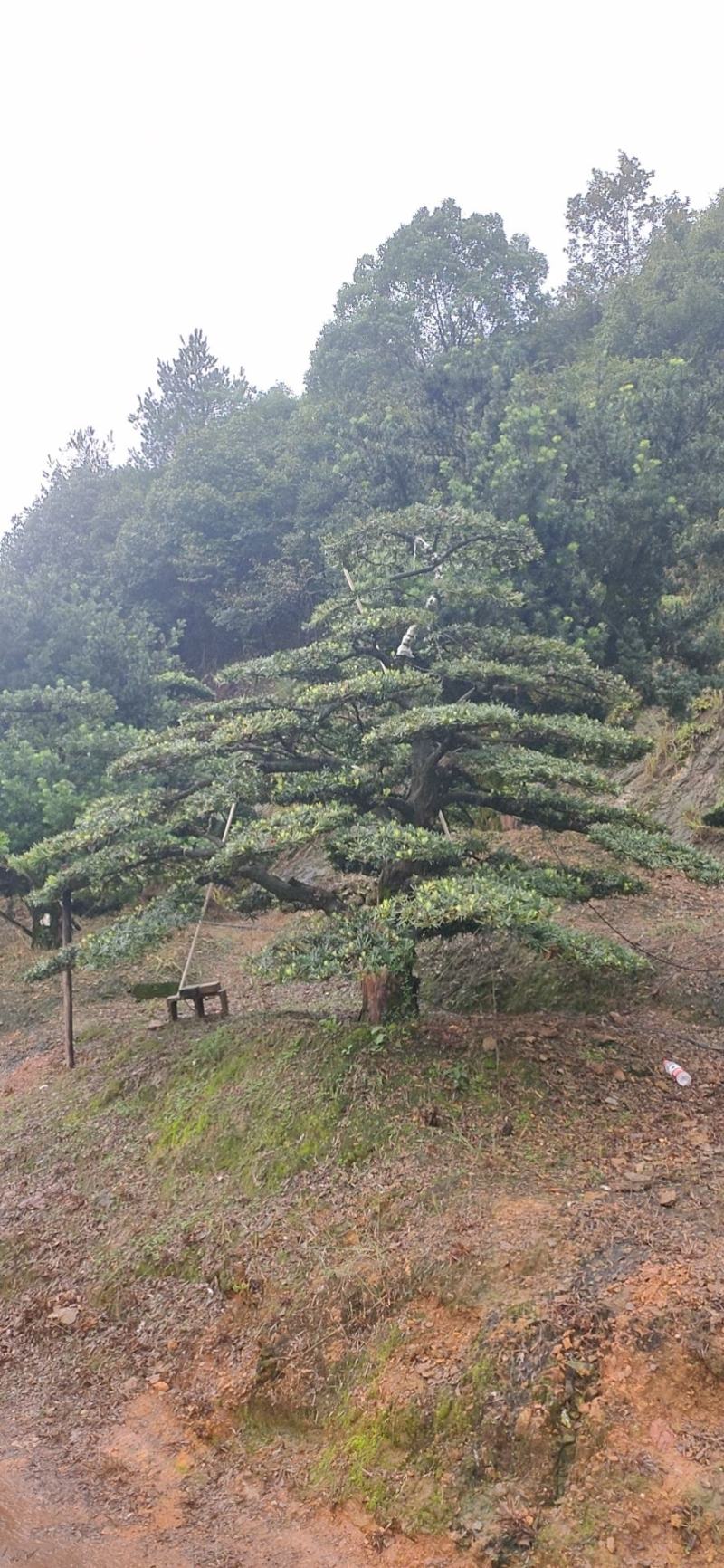 罗汉松、造型罗汉松、盆景罗汉松、别墅庭院专用绿化造型苗木