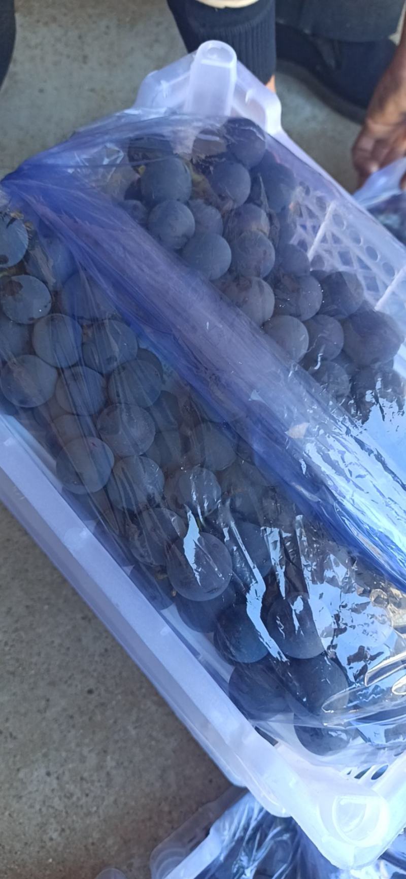辽宁葡萄高品质五斤小白盒口感清甜产地直发量大从优