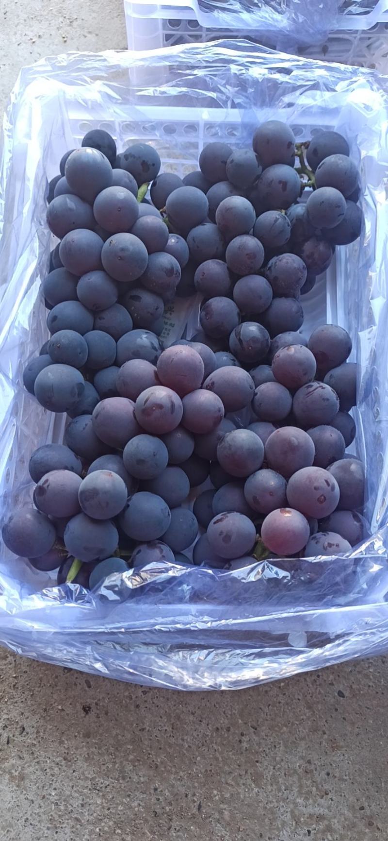 辽宁葡萄高品质五斤小白盒口感清甜产地直发量大从优