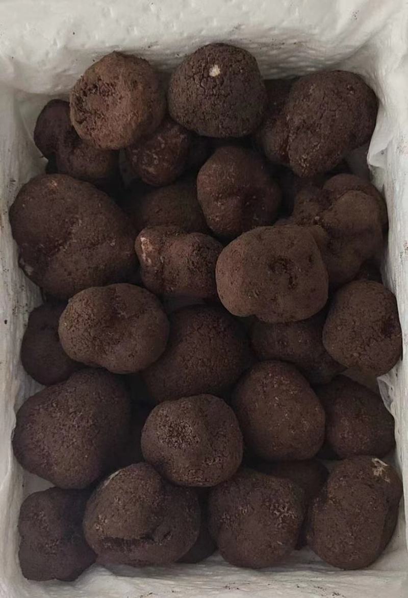 松露猪拱菌块菌干片老家货源直拱货源充足量大从优