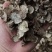 松露猪拱菌块菌干片老家货源直拱货源充足量大从优