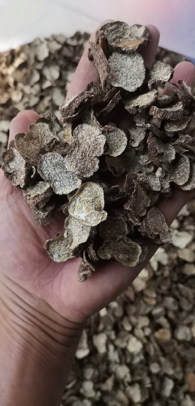 松露猪拱菌块菌干片老家货源直拱货源充足量大从优