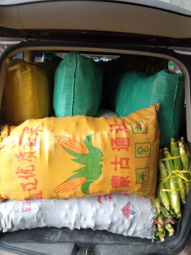 茭白苗丽茭清甜脆口！